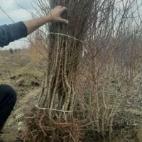 انواع نهال پسته گردو بادام زیتون ،نهال میوه صنوبر