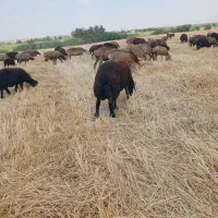 فروش|حیوانات مزرعه|فراغی, |دیوار