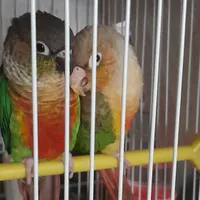 پرنده گرینچیک گم شده سرش سفیده