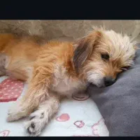 گمشده
