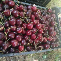 گیلاس درجه یک