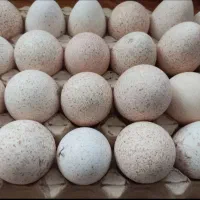 تخم بوقلمون نطفه دار