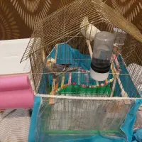 عروس هلندی با لوازم