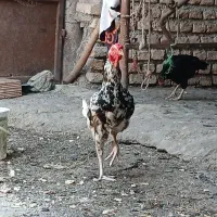 خروس|حیوانات مزرعه|قرق, |دیوار