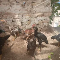 مرغ و خروس