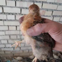 جوجه دوماهه  ۵۰ عدد  چیل اصیل