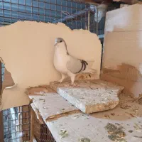 پرنده رنگی|پرنده|قم, صفائیه|دیوار