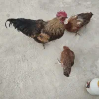 خروس سیاه رنگ
