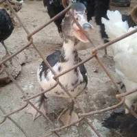 اردک اسرائیلی