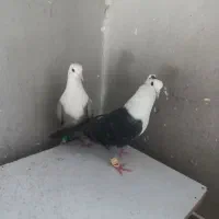 جفتگاه مقبول
