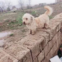 سگ خونگی|سگ|یاسوج, |دیوار