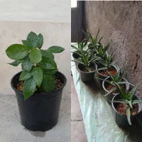 گل های طبیعی زیبا و سرحال
