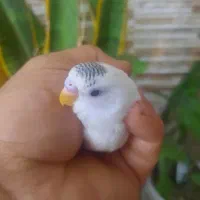 جوجه مرغ عشق