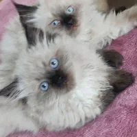 واگذاری گربه هیمالین نر نژاد اصلی