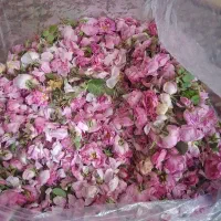 گلاب علا لیتری ۳۰۰