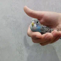 جوجه مرغ عشق 2 ماهه رایگان