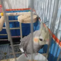 جوجه عروس هلندی