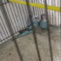 جوجه مرغ عشق