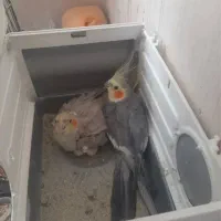 عروس هلندی