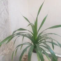گل پاندانوس بسیار سرحال و بزرگ