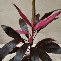 تعدادی کردلین پر ریشه