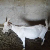 بز سانن اصل