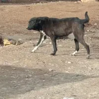 سگ ماده|سگ|بزینه رود, |دیوار