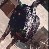 جوجه لاری