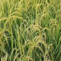 برنج چمپای میلاس