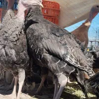 بوقلمون