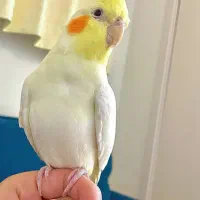 عروس هلندی ۳ ماهه نر شاه تخم
