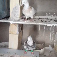 کبوتر طوقی