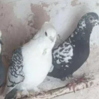 کبوتر