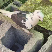 کفتر پرشی جوجه