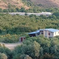 گاوداری-30راسی