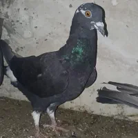 پلاکی با ملقی