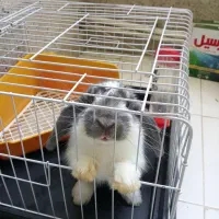 خرگوش لوپ با وسایل