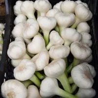 کارگر ساده برای برداشت سیر و....