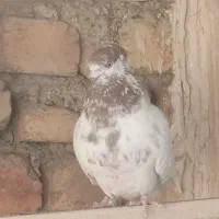 کبوتر