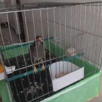 فروش جوجه مرغ مینا