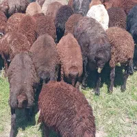 گوسفند نروماده