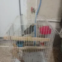 مینا