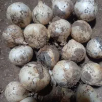 موسیر کوهی بذری