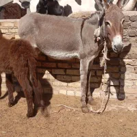 الاغ با کره