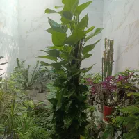 گل پتوس چماغی بزرگ
