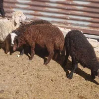 بره شیر مست فشندی درجه یک