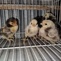 جوجه سبرایت مینیاتوری