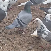 دوبر ماده|پرنده|اردبیل, |دیوار