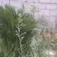سیکاس