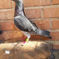 چاپی نر۲۰۲۳|پرنده|مسجد سلیمان, |دیوار